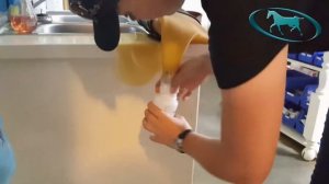 Horse Semen Collection - Artificial Insemination of Mare