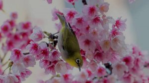 Тюльпаны Открытка.