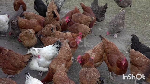 chicken poultry farm l lohmann brown chickens l Golden misri farming l chick l poultry farming pak