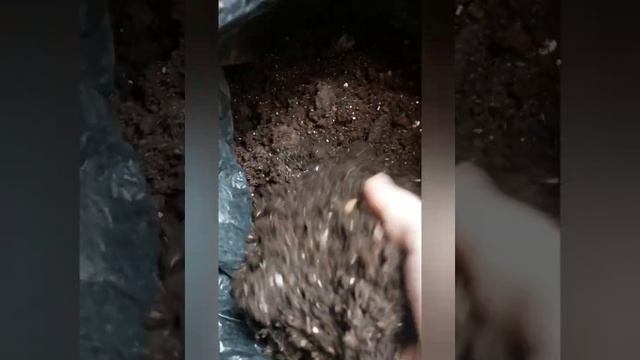 ФИКУС ЭЛАСТИКА РОБУСТА пересадка, обрезка, формирование красивого растения.