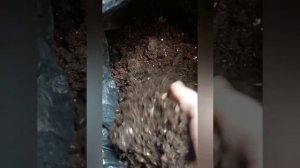 ФИКУС ЭЛАСТИКА РОБУСТА пересадка, обрезка, формирование красивого растения.