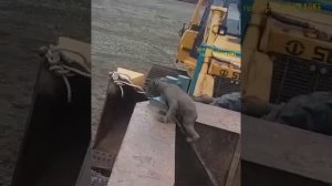 Медвежонок упал в емкость с отходами.Спасли.Камчатка.Экология.Bear cub in distress.Saved. Kamchatka