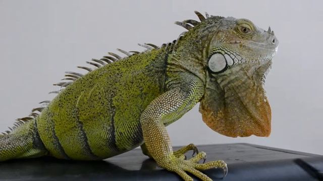 Игуана. Наличие в зоомагазине «СКАТ» 15.11.19 смотреть онлайн