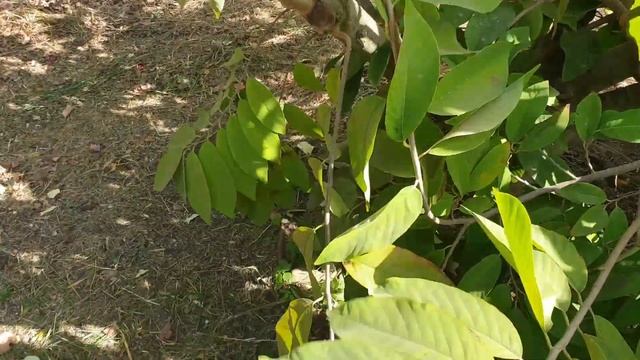 Atemoya tree – grow, care, harvest & eat (Annona atemoya)