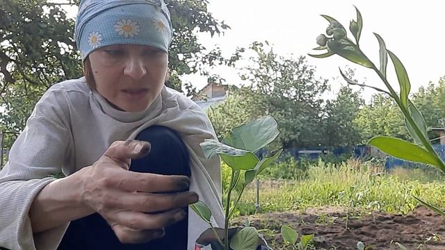  Дачный сезон Часть 3. Высаживаю рассаду баклажан в огород.