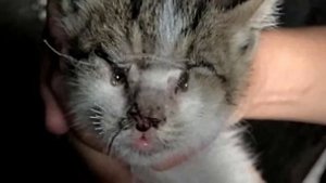 Le chaton a survécu à un CAUCHEMAR ! Ses paupières, ses oreilles et son nez ont été cousus…