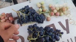 Десятка плюс - на удаление очень ранних сортов винограда по итогам 2024 года