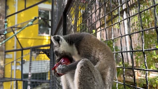 Детеныш лемуров ВПЕРВЫЕ попробовал КРЫМСКИЙ персик! смотреть онлайн
