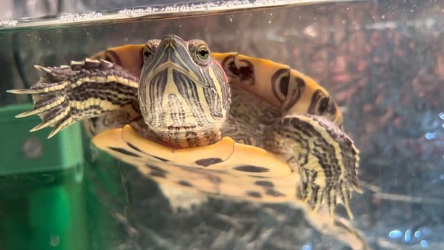 iPhone 13 pro max видео тест смотреть онлайн