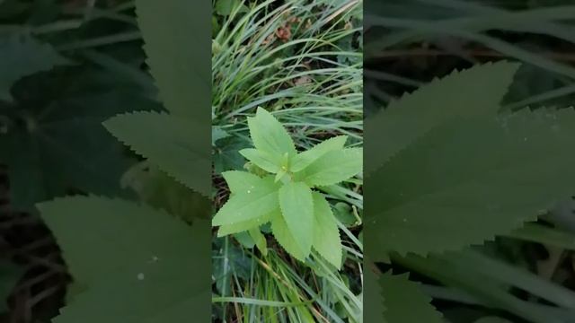 نبات القراص اللاذع Stinging nettleКрапива