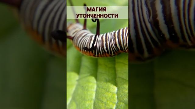 Магия утонченности. The magic of sophistication.