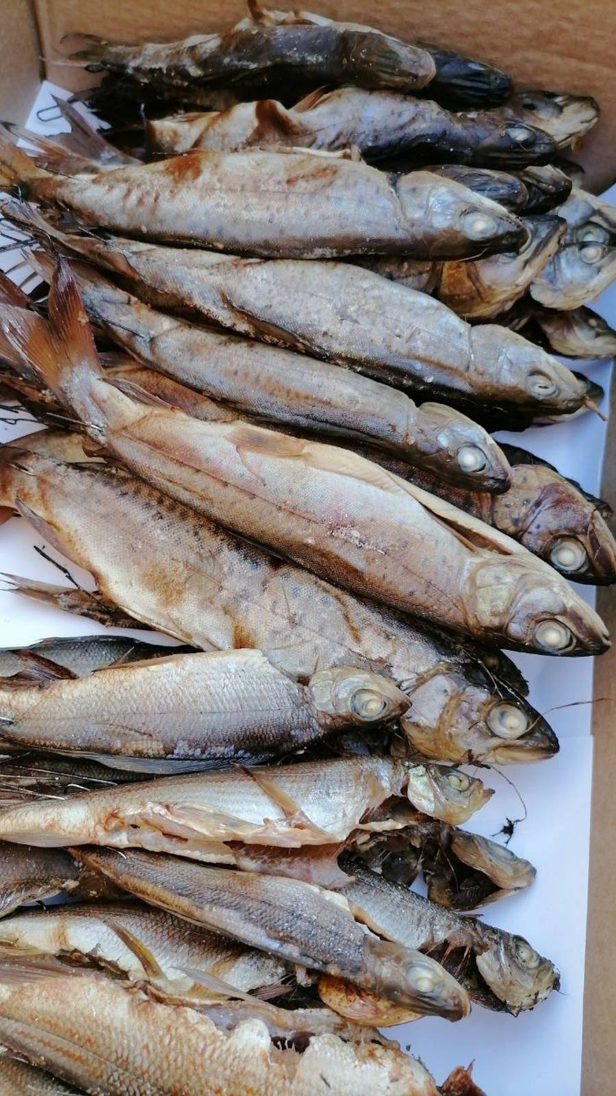 Копчение ХАРИУСА и ЛЕНКА. Коптилка своими руками. смотреть онлайн