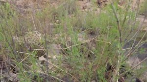 УНИКАЛЬНЫЕ КАДРЫ !!! НАШЁЛ БРОШЕННЫЙ КОМБАЙН СО СКАЛЫ РАЗБИТЫЙ В ХЛАМ