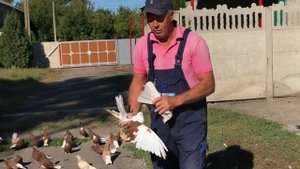 Голуби Гапонова Юрия 15.09.21. 0953680406. Как и обещал показываю красных!
