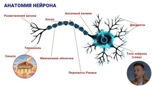 13. Анатомия нейрона