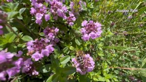 Як живуть люди у горах? Село Кваси Закарпаття #селокваси #кваси #закарпаття #квасигори #горикваси