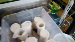 #Аквариум#Прикупил себе трубки #Для нереста сомиков# Анциструсов#