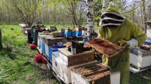Смотрю как пчёлы развились как осваивают вощину! #пчёлы #пчеловодство