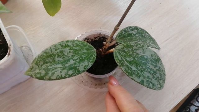 10.12.22г моя коллекция хойек.