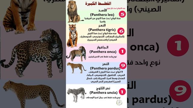 آكلات اللحوم смотреть онлайн