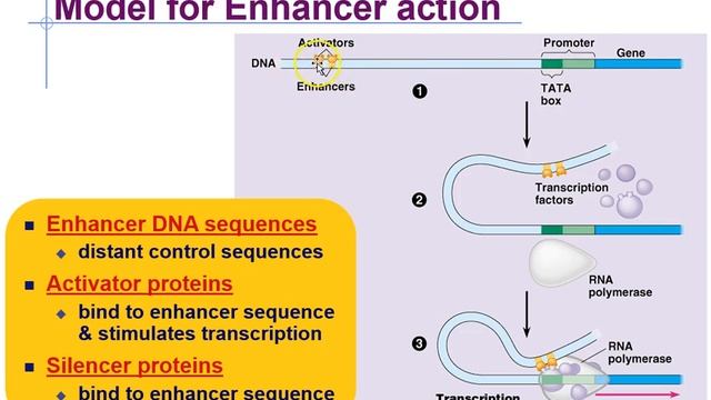 AP Biology Chapter 18 Eukaryotic Gene Regulation-APBIO
