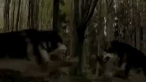 Волки в лесу