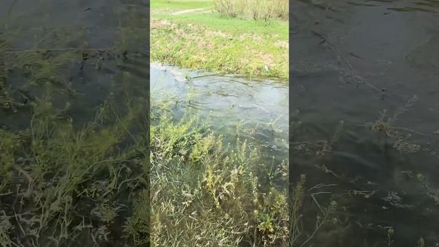 Астраханская область, половодье 27.04.24 смотреть онлайн