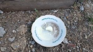 Обработка магазинных рамок с помощью серной шашки