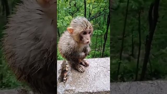 Monkey Animals SOO Cute! AWW Cute baby animals Videos Compilation CUTEST moment of the animals #834 смотреть онлайн