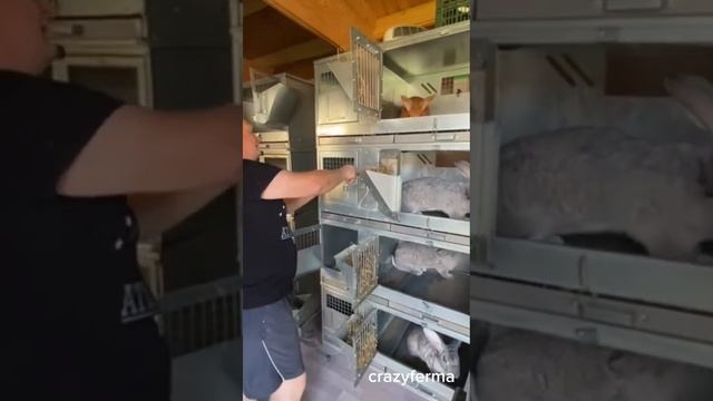 ЛУЧШИЕ КЛЕТКИ ИЗ МЕТАЛЛА для кроликов. Обзор опытного кроликовода. #ферма #кролик #дача смотреть онлайн