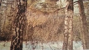 "Прощание с осенью". К. Паустовский🍁❄️( звук☝️).