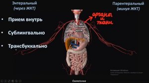 Пути введения лекарственных средств за 2 минуты #фармакология