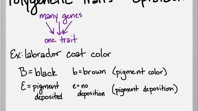 Genetics Lesson 1 Part 5: Complex Patterns of Inheritance continued...
