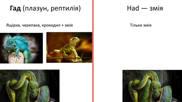 ЩО ТАКЕ ШАТИ, ВЕЛЬМИ, ГРАЧ? 20 маловживаних УКРАЇНСЬКИХ слів, що допоможуть у вивченні ЧЕСЬКОЇ мови смотреть онлайн