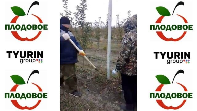 Посадка саженцев опылителей