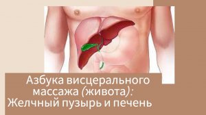 Азбука висцерального массажа (живота): Желчный пузырь и печень