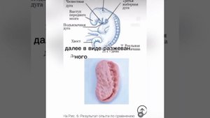 Эмбриология в Коране