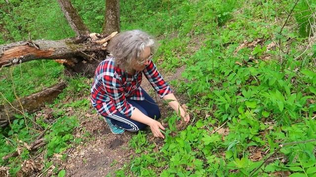 Городок в удачном месте. Заметки о природе Татарского городища