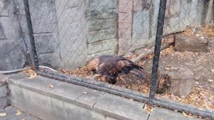 Московский зоопарк. Беркут.