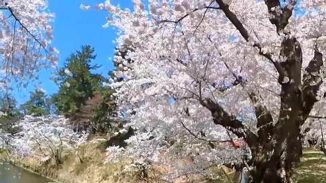 Думай медленно, решай быстро - Даниэль Канеман