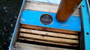 Обработка пчёл Бипином от клеща.