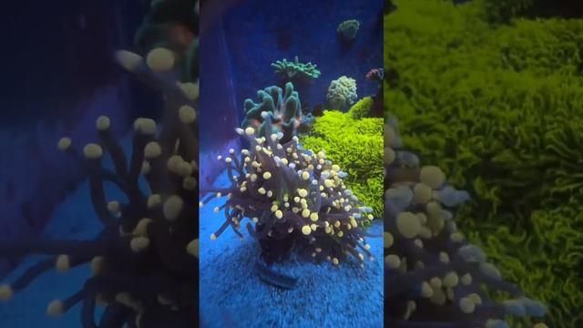 The Easier Stony Corals To Grow #aquarium #fishtank #reeftank #coral #reef #saltwater #viral #los смотреть онлайн