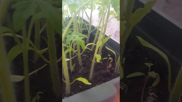 сад без вредителей