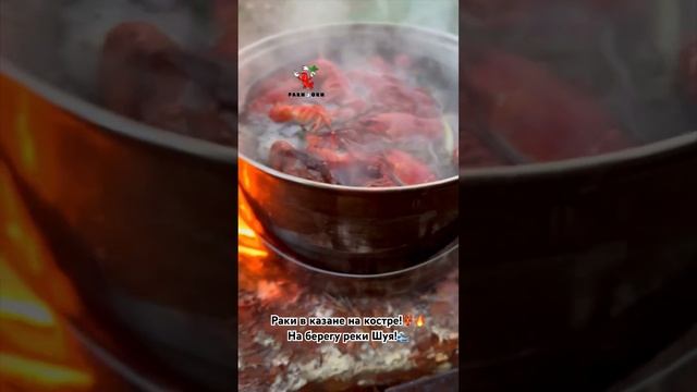 Раки в казане на костре!🦞🔥 На берегу р.Шуя!🌊 #ракиоки #seafood #раки #живыераки #вареныераки #еда