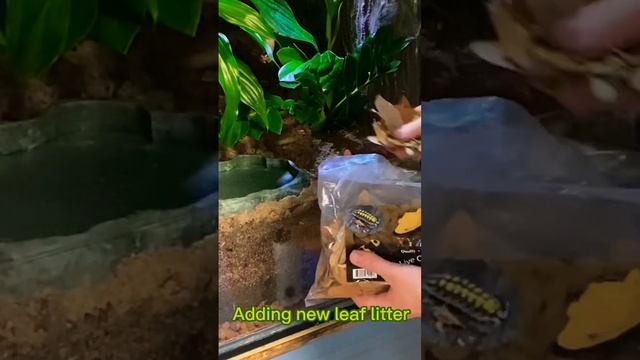 Redoing my red eyed tree frog setup! 🐸❤️#frog #vivarium #amphibians смотреть онлайн