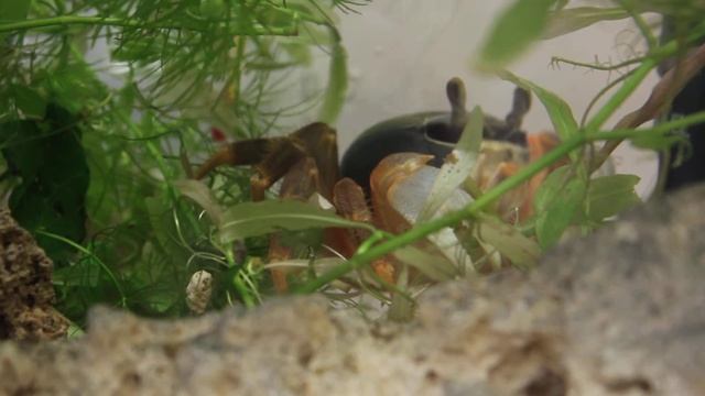 Краб. Ч. 3 смотреть онлайн