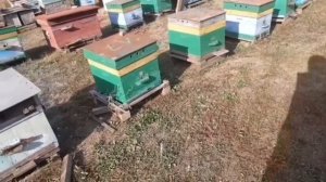 Обработка пчёл Амитразом(Бипином).