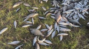 170 килограмм воблы Астрахань 2024