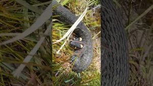 Обзор на ужа