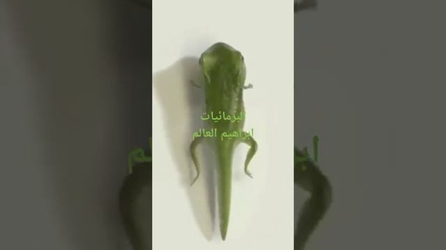 البرمائيات смотреть онлайн